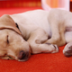 He's so tired! (Photo: Peter Kramer/NBC/NBC NewsWire via Getty Images)